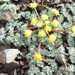 Lomatium martindalei