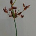 Fimbristylis dichotoma Flower