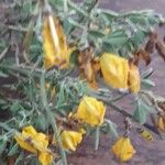 Calicotome spinosa Flor