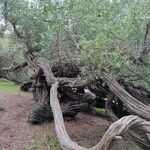 Leptospermum laevigatum Bark