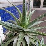 Aloe × spinosissima Hoja