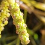 Potamogeton gramineus Fruto