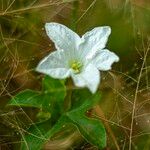 Coccinia grandis Flower