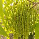 Carya illinoinensis Цвят