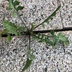 Erucastrum nasturtiifolium Lehti