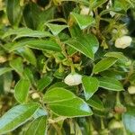 Diospyros whyteana 花