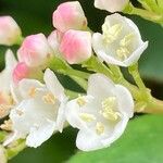 Viburnum rugosum Blüte