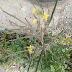Sisymbrium orientale Hábito