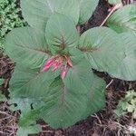 Fuchsia triphylla Leaf