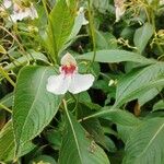 Impatiens tinctoria Цвят