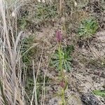 Anacamptis pyramidalisFlower