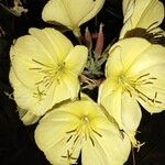 Oenothera glazioviana花