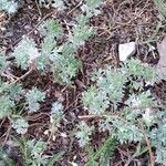 Artemisia frigida 形態