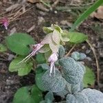 Origanum dictamnus Flower