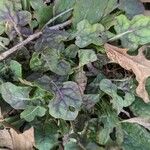 Salvia lyrata পাতা