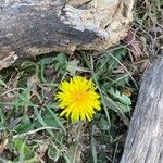 Taraxacum dissectumКветка