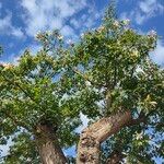 Ceiba insignis Hoja