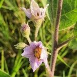 Solanum campylacanthum Çiçek