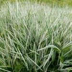 Phalaris arundinacea Feuille