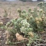 Teucrium dunense Flor