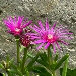 Delosperma cooperi Blüte