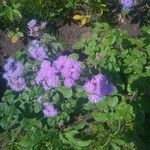 Ageratum houstonianumFlower