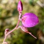 Daboecia cantabrica Virág