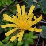 Hieracium glaucinum Flower