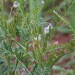 Vicia ervilia Habitus