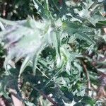 Carthamus caeruleus 葉