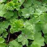 Alchemilla vulgaris برگ