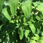 Polygonatum biflorum Φύλλο