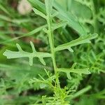 Erucaria hispanica Hoja