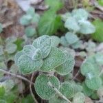 Origanum dictamnus Leaf