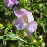 Agalinis purpurea Floare