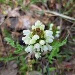 Prunella laciniataFloare