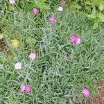 Dianthus caryophyllus Habit