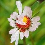 Bellis sylvestris Flower