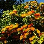 Combretum fruticosum Цвят