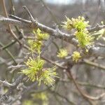 Forestiera pubescens ശീലം