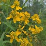 Verbesina alternifolia Flower