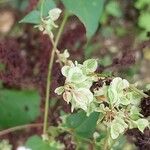 Fallopia dumetorum Hoja