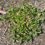 Verbena bracteata Blatt
