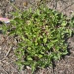 Verbena bracteata Leaf