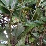 Lithocarpus edulis Frukto