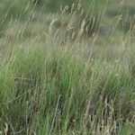 Brachypodium retusum Habitus