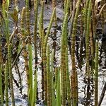 Equisetum fluviatile Hoja