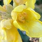 Verbascum densiflorum Blüte