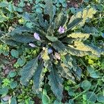 Mandragora officinarum Plante entière