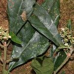 Psychotria rhizomatosa